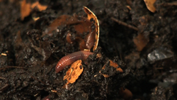Worms in the City: Indoor Composting